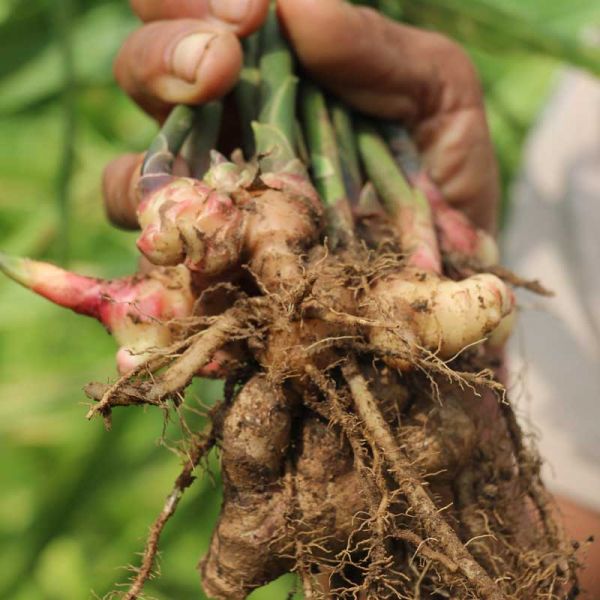 Curcuma en poudre