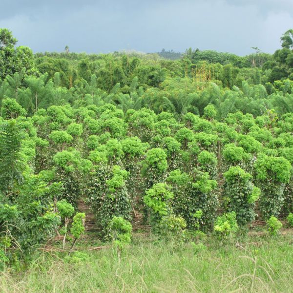 Poivre noir de Madagascar