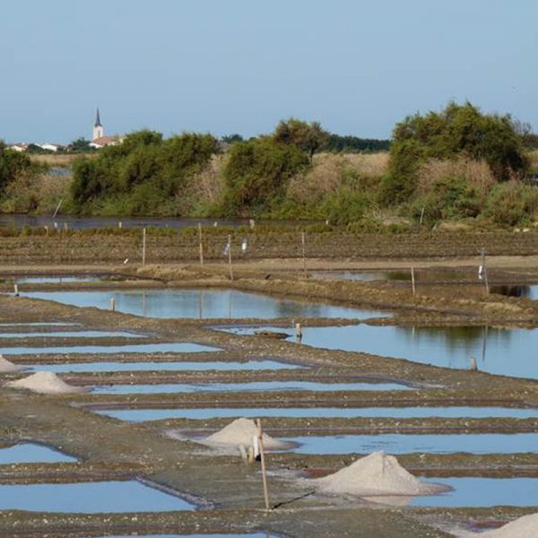 Fleur de sel de l'Île de Ré IGP