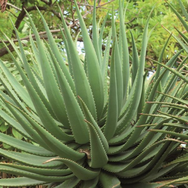 Sirop d'agave 