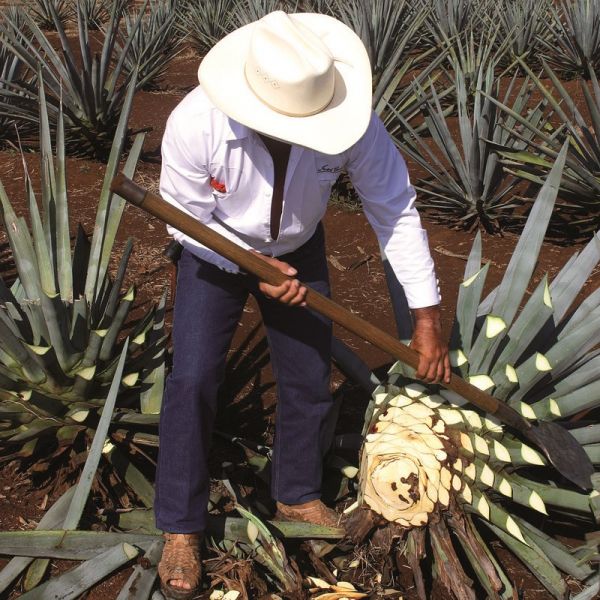 Sirop d'agave 